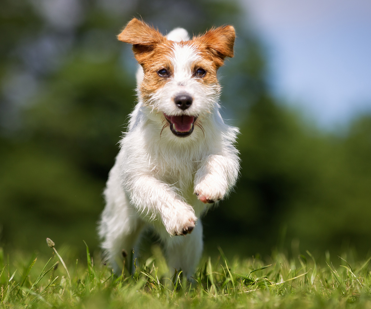 Gelenkbeschwerden beim Hund homöopathisch behandeln